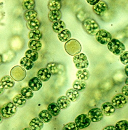 algae3